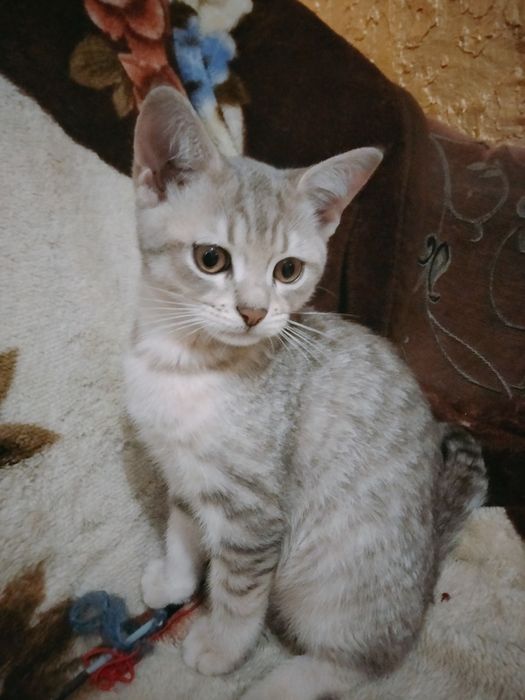 Британська срібляста шиншила