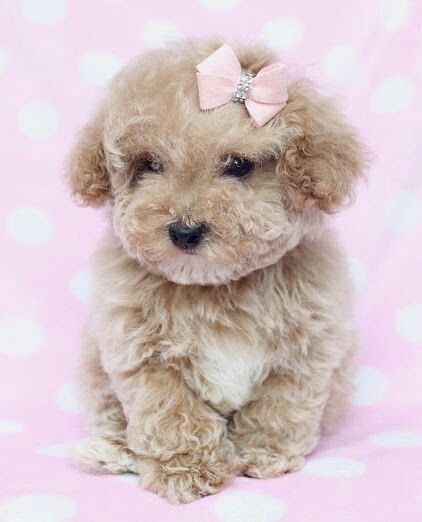 Мальтипу — порода, яку обирають серцем