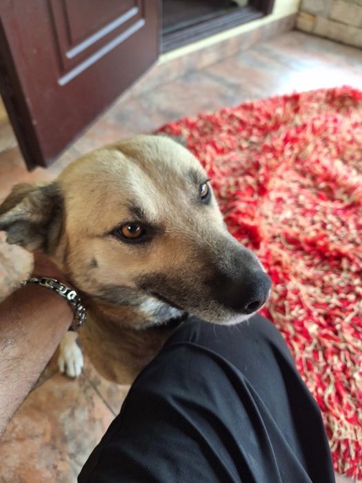 Ищет дом и семью!