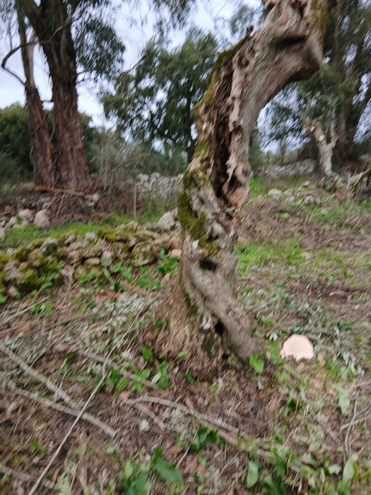 Oliveiras centenárias