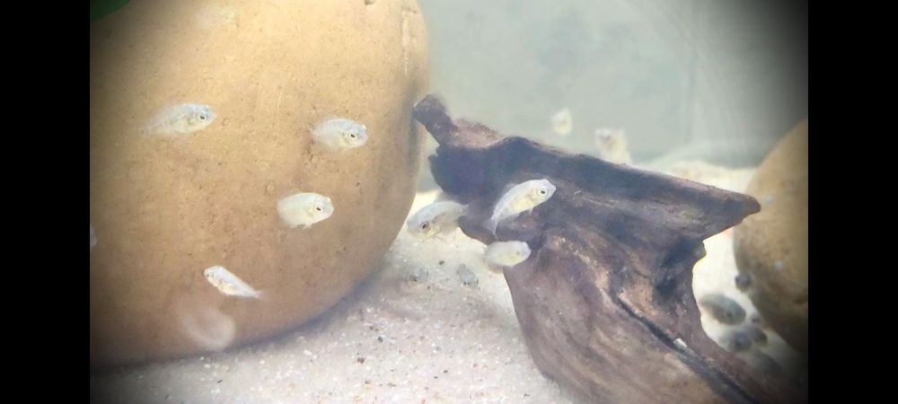 Ciclídeo Herotilapia Multispinosa