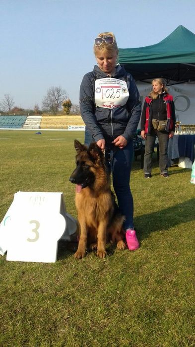 Продам щенят німецької вівчарки