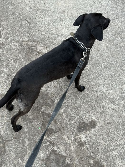 Отдам собаку, бесплатно, в хорошие руки