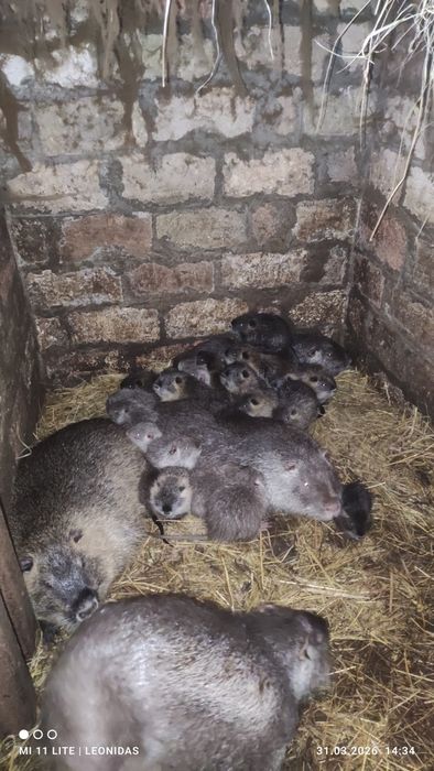 Круті, ручні тварини!