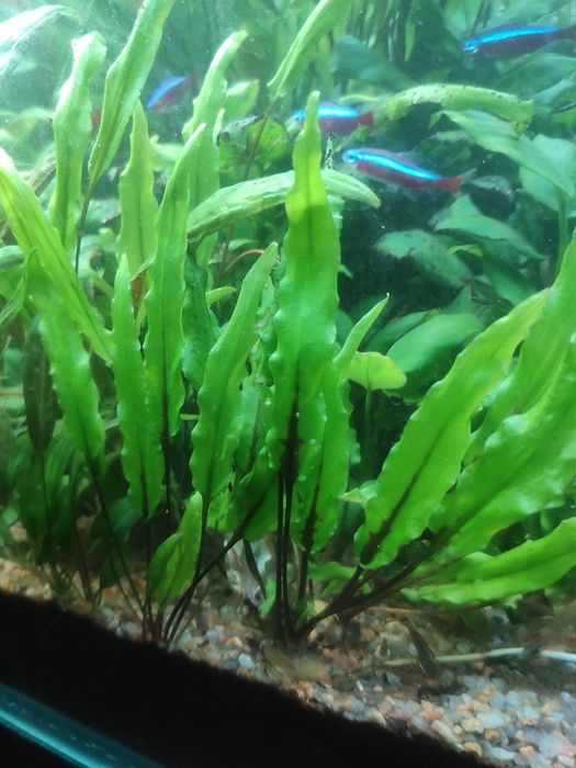 Папоротник таиландский узколистный + Анубиас нано.  Растения. Аквариум