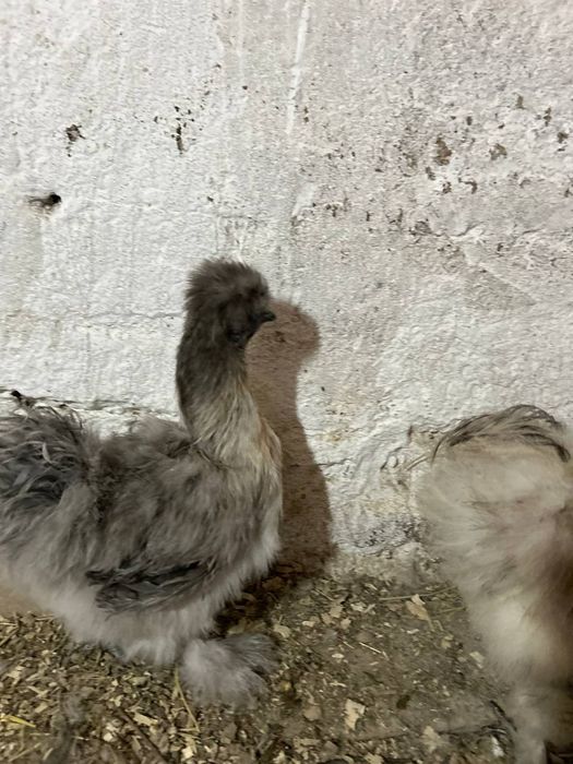 Продаються шовкові кури,курчата та ія