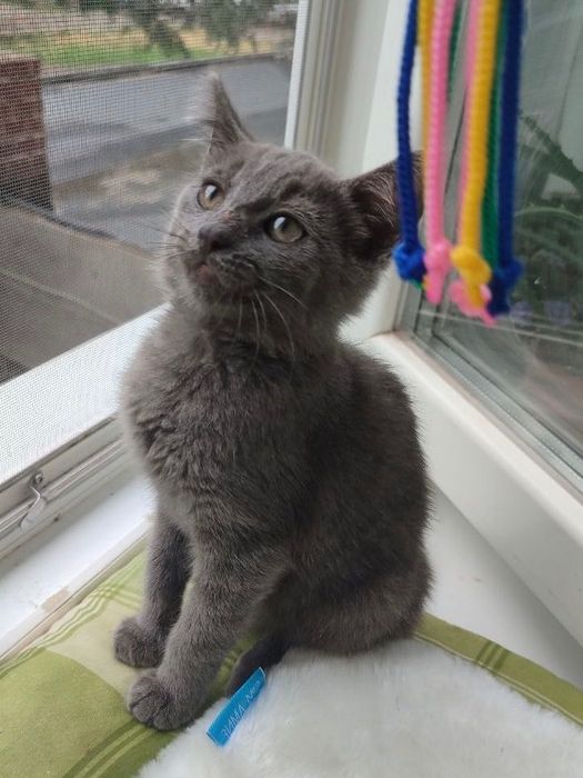 Кошення Хлопчик 2 міс, Дуже Ласкавий