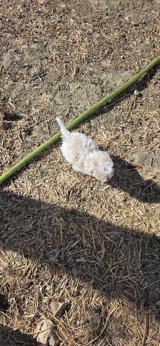 Caniche ou Poodle Toy