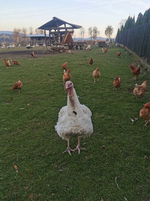 Sprzedam Indyki, Gęsi.