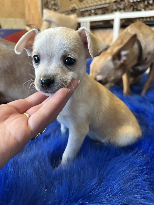 Цуценята той терʼєр