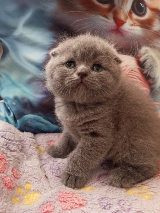 Вислоухие котята