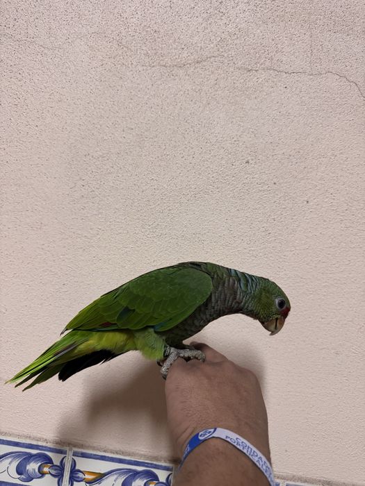 Aves domesticadas