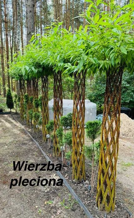 Wierzba pleciona
