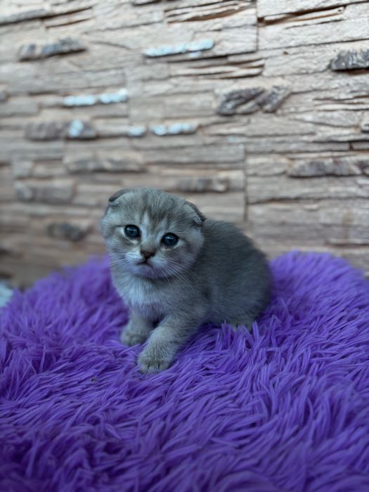 Шотландська висловуха кішечка