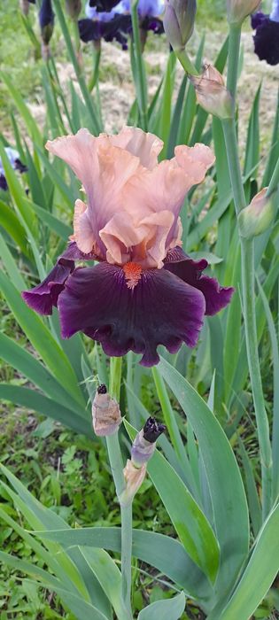 Ирисы сортовые продаю