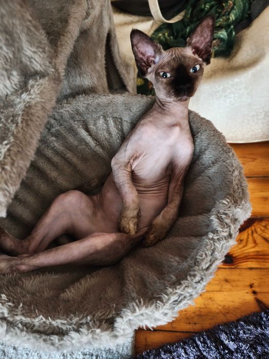 Devon Rex FPL super koteczka Harley