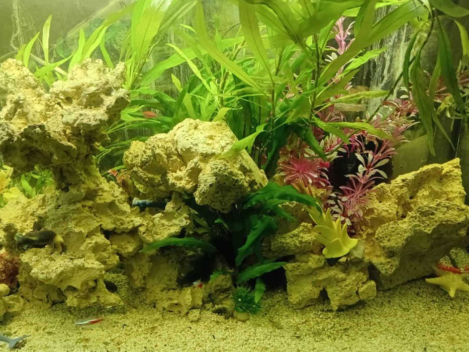 Акваріум з різними видами риб, рослин, креветок функціонує без світла