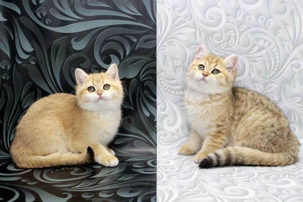 Яскраве золоте кошеня британське короткошерсте