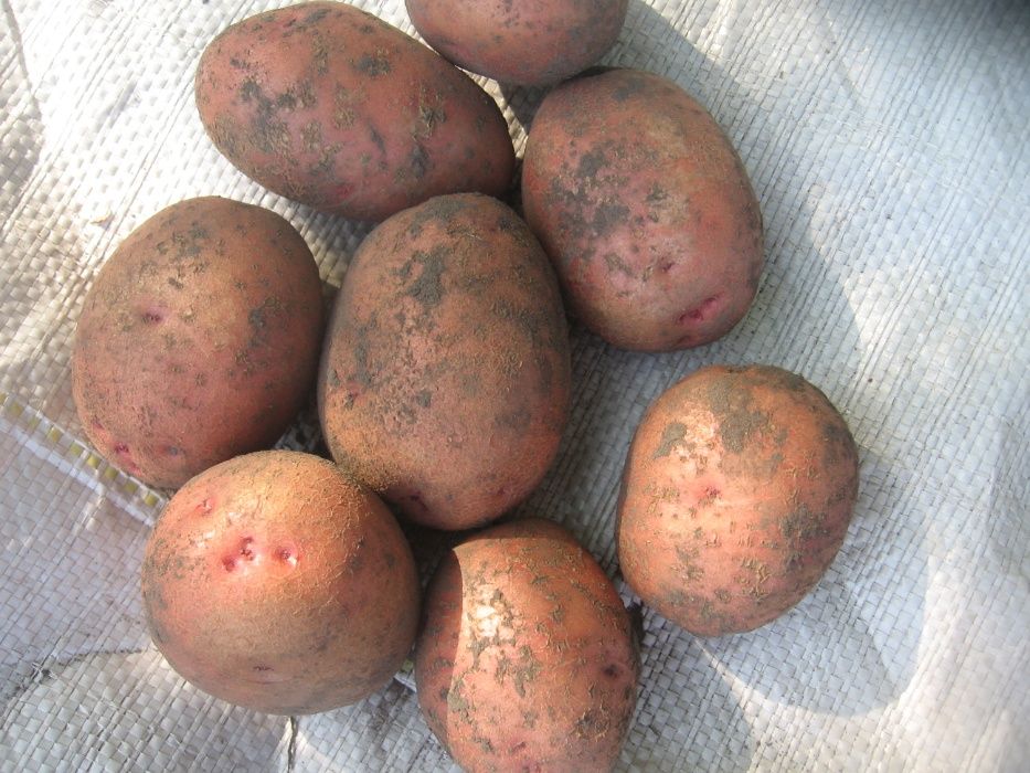 Ривьера картофель характеристика отзывы вкусовые качества. Картофель Адретта.