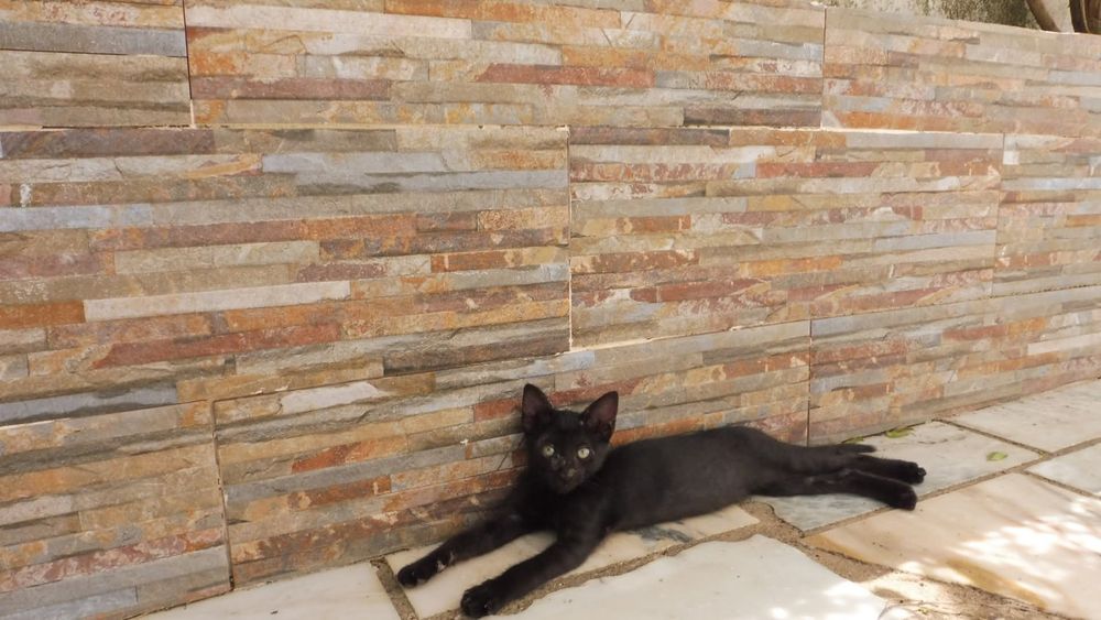 Quem gosta de gatinhos pretos?!