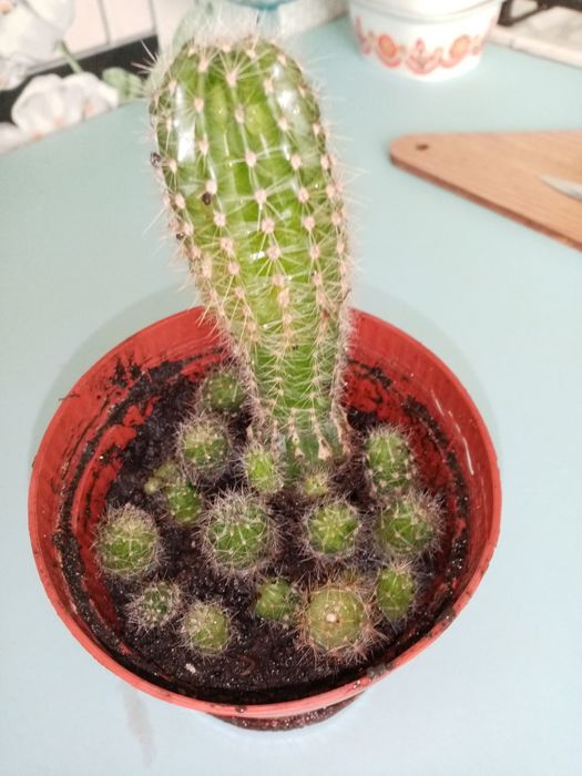 Саженцы кактуса 1 шт. - 5 гривен