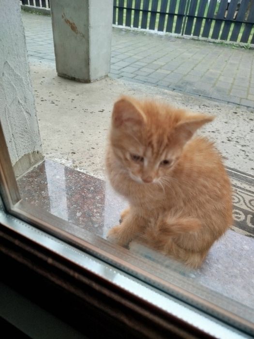 Віддам кошенят в добрі руки