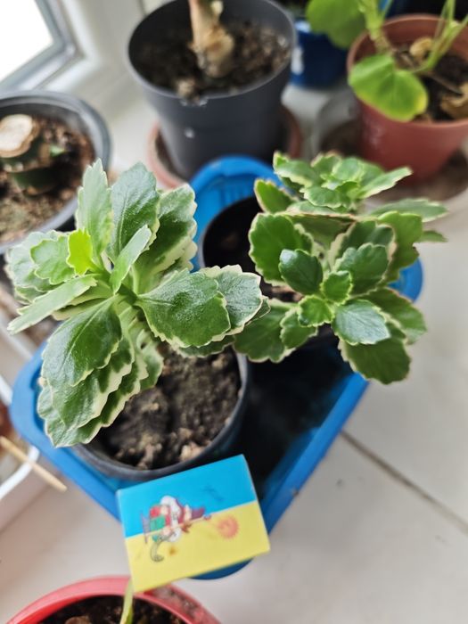 Каланхоє червоне