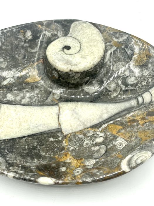 Espeja bolsos pedra fósseis amonites