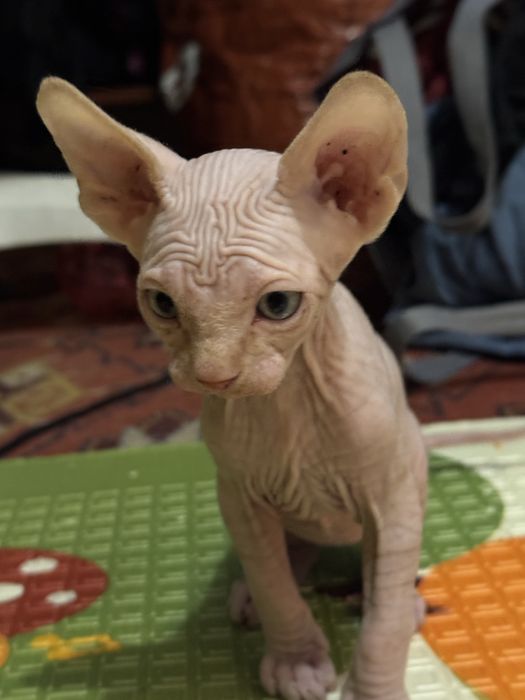 Кошеня сфінкса( хлопчик)