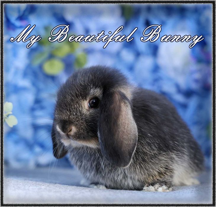 Młody Piękny Króliczek 100% Mini Lop - Black Otter