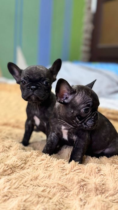 Щенки французики)
