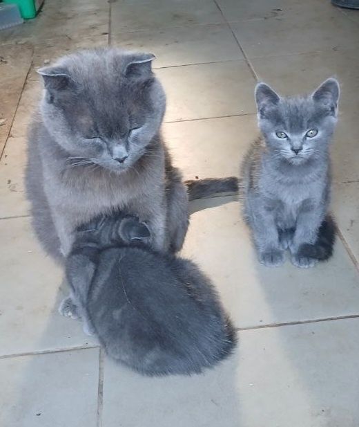 Британські кошенята