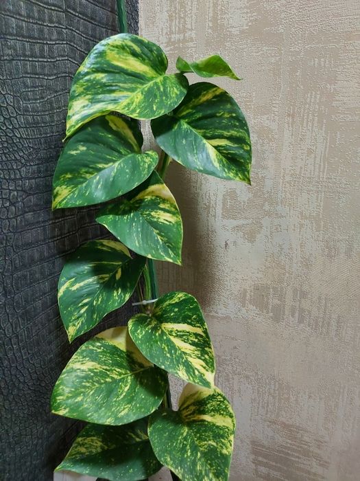 Эпипремнум Гигантеум