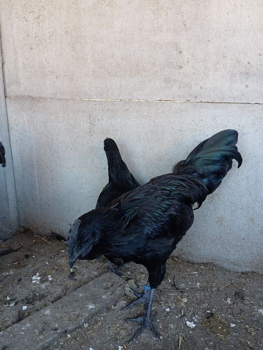 Kogut ayam cemani