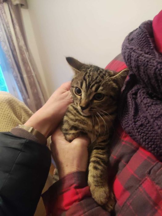 Kto uratuje kocią rodzinę?