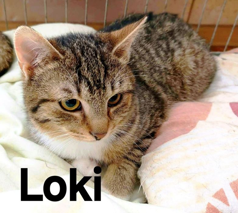 Cudowne Loki i Furi ..czy maja szansę na dom..?