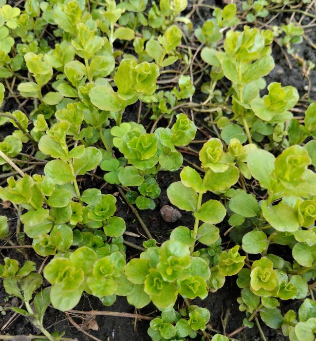 Грунтопокривні рослини. седум (очиток), вербейник.