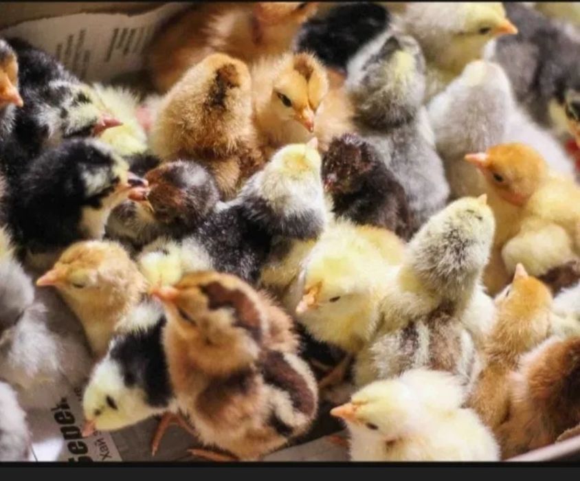 Голошийка червона інкубаційні яйця