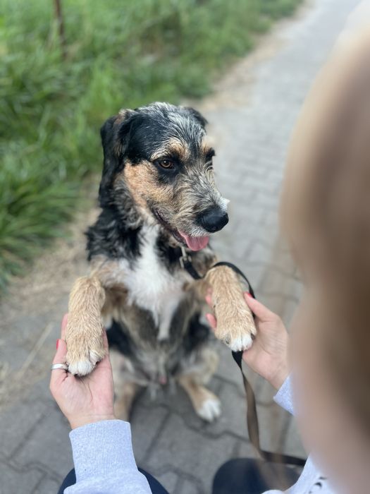 Wyjątkowy piesek Uszek szuka domku