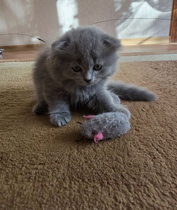 шотландське кошеня сина вовчіка