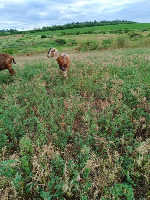 Англонубійскі кози