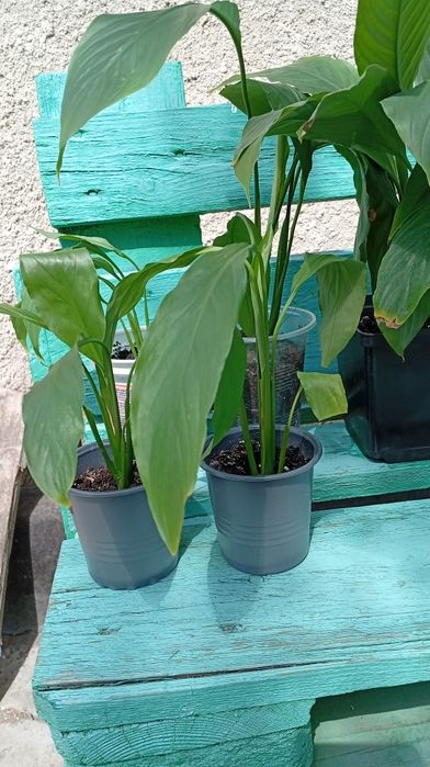 Спатіфіліум Жіноче щастя