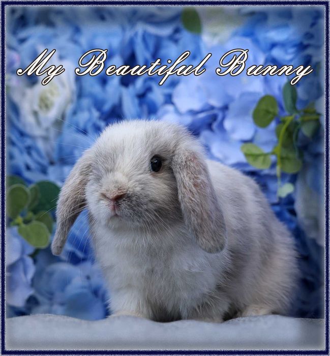 Młody Królik Mini Lop - Rhon