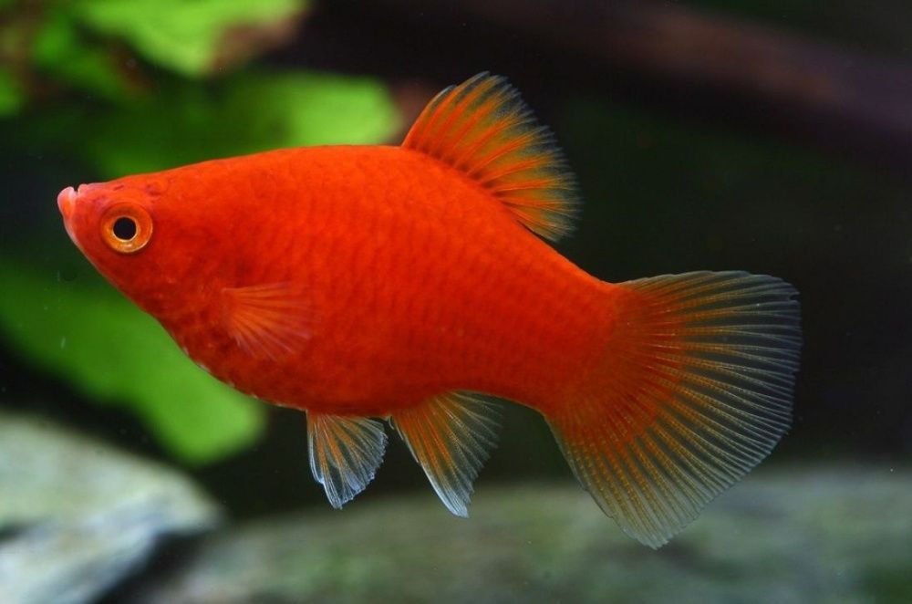 Пецилії "сунички"