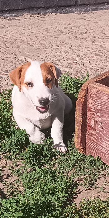 Джек Рассел тер'єр