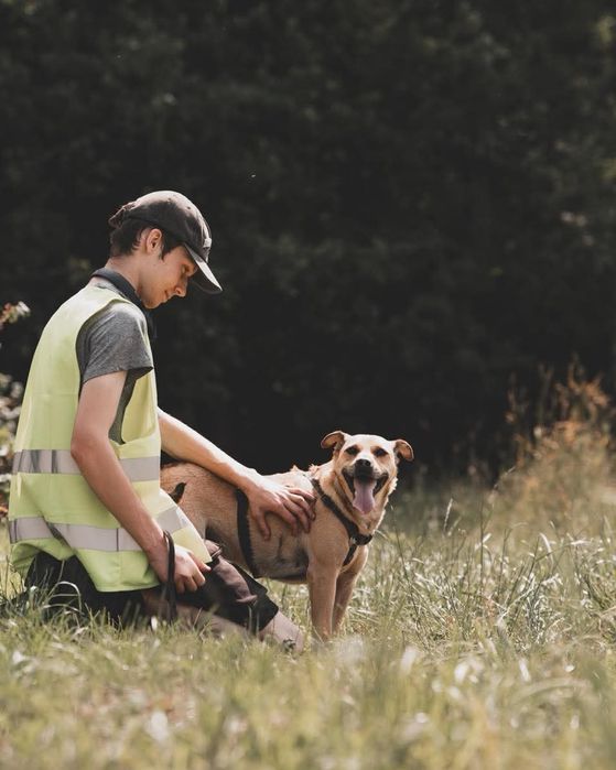 Codi, rozbrykany młody pies czeka na dom