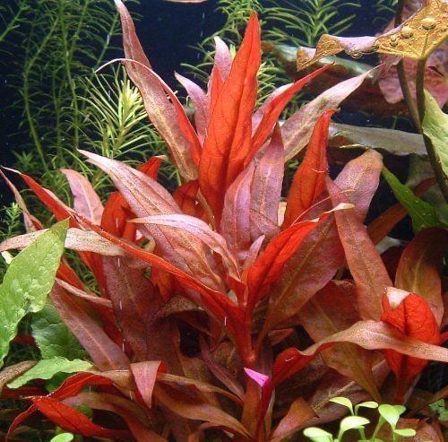 Alternanthera reineckii Mini roślina