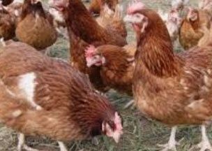 Інкубаційне яйце несушка ломан Браун Угорщина