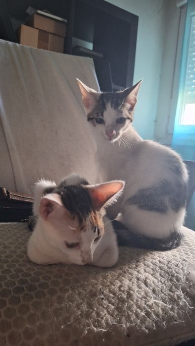 Macho e fêmea para adoção