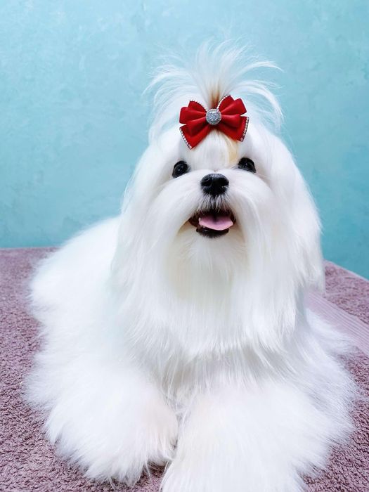 Файна дівчинка міні мальтезе